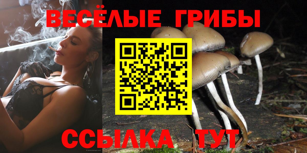 Тара  Псилоцибиновые грибы Psilocybine cubensis  Вход с VPN 